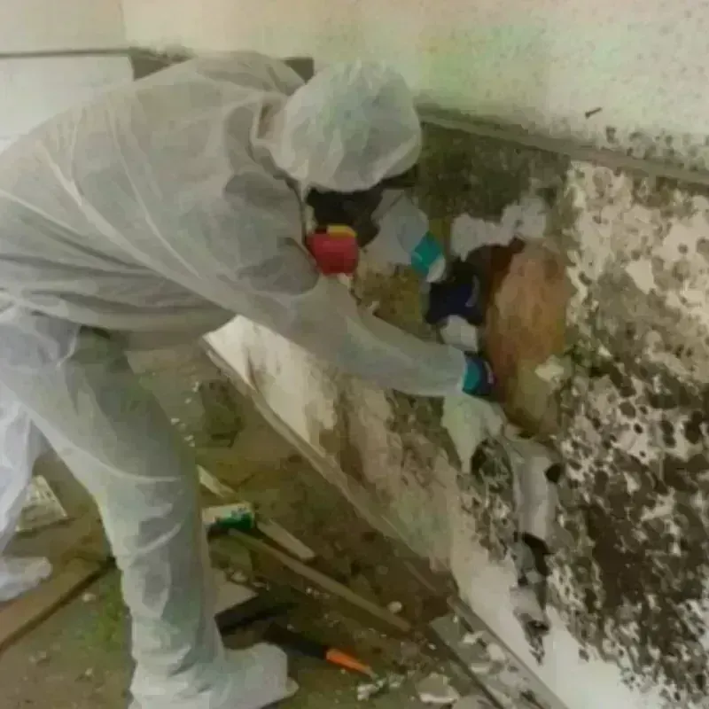 Mold Remediation and Removal in Soda Bay, CA